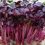 Sprouts and Microgreens Collection