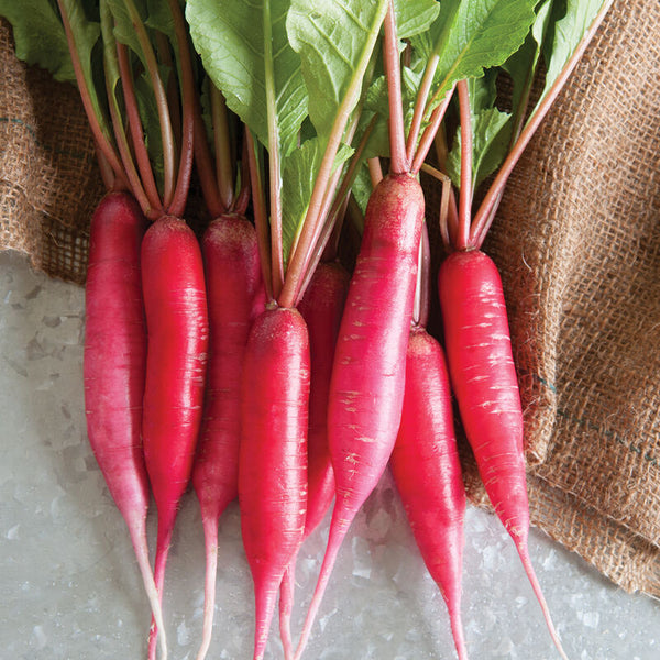 Shunkyo Spicy Radish - Groundwork