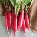 Shunkyo Spicy Radish - Groundwork