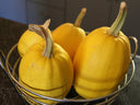 Spaghetti Squash - Pantoja's Farm
