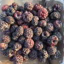 Black Raspberries