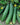 Burpless Cucumbers – The Living Farm
