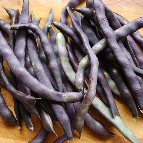 Royal Burgundy Beans — from Jyoti's Seeds 4 Change