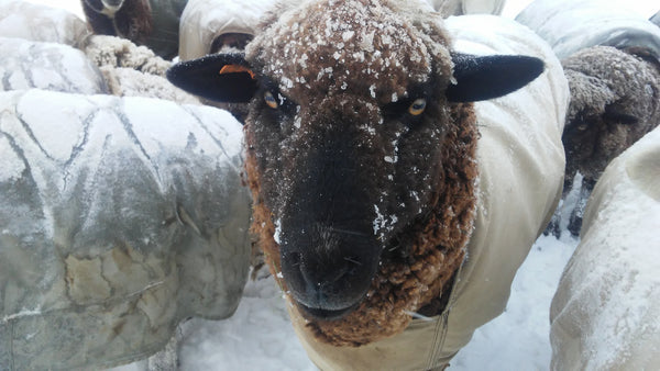 Felted Wool Shoe Inserts - The Living Farm