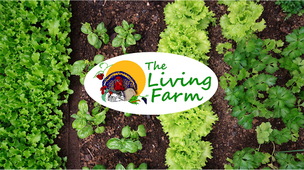 The Living Farm - CSA