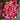 Pink Radish
