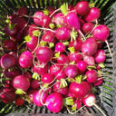 Pink Radish