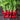 Cherry Belle Radishes - Jyoti's Seeds For Change