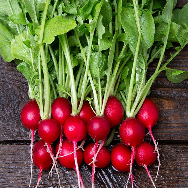 Cherry Belle Radishes - Jyoti's Seeds For Change