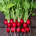 Cherry Belle Radishes - Jyoti's Seeds For Change