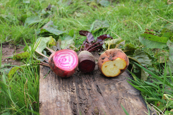 Beets (Early Wonder, Ruby Queen, Golden) - Jyoti's Seeds For Change