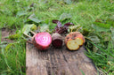 Beets (Early Wonder, Ruby Queen, Golden) - Jyoti's Seeds For Change