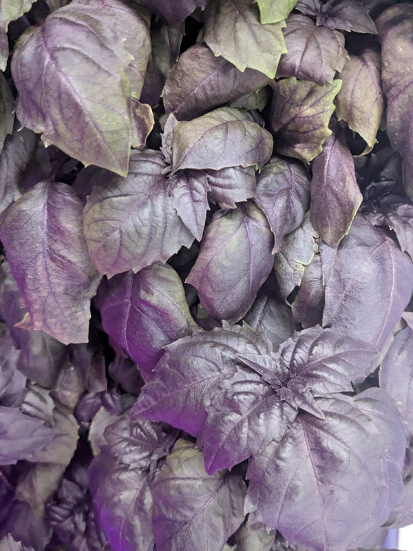 Red Rubin Basil – Jyoti's Seeds for Change Farm