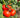Red Slicing Tomatoes - Figure 8 Farming