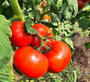 Red Slicing Tomatoes - Figure 8 Farming