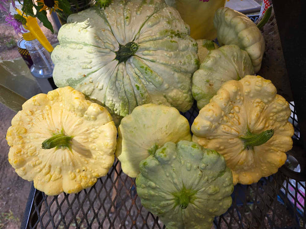 Patty Pan Squash - Farm on Maple Drive