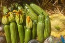 Caserta Squash - Farm on Maple Drive