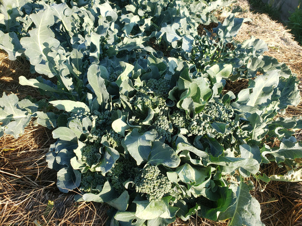 Broccolini - The Living Farm