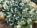 Broccolini - The Living Farm
