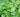 Fresh Basil - Abundant Life Organic