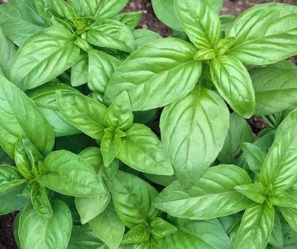 Fresh Basil - Abundant Life Organic