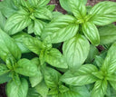 Fresh Basil - Abundant Life Organic