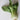 Bok Choy - Stuart Kramer