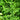 Arugula