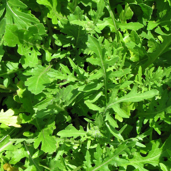 Arugula - 8 oz - Ground Work