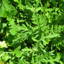 Arugula - 8 oz - Ground Work
