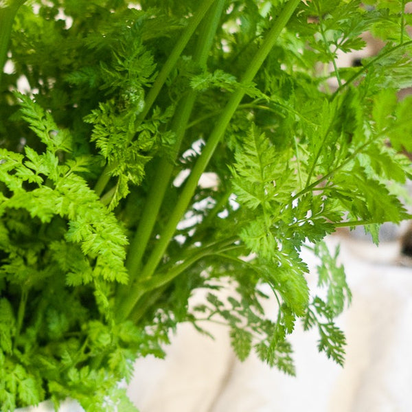 Chervil