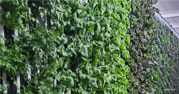 Spring Mix Lettuce Heads (3/order) - Jyoti's Seeds For Change