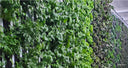 Spring Mix Lettuce Heads (3/order) - Jyoti's Seeds For Change