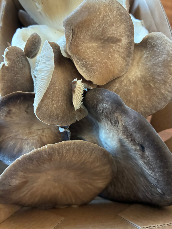 Black Pearl King Oyster Mushrooms