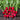 Red Radish