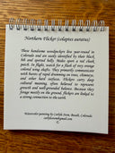 Northern Flicker Journal
