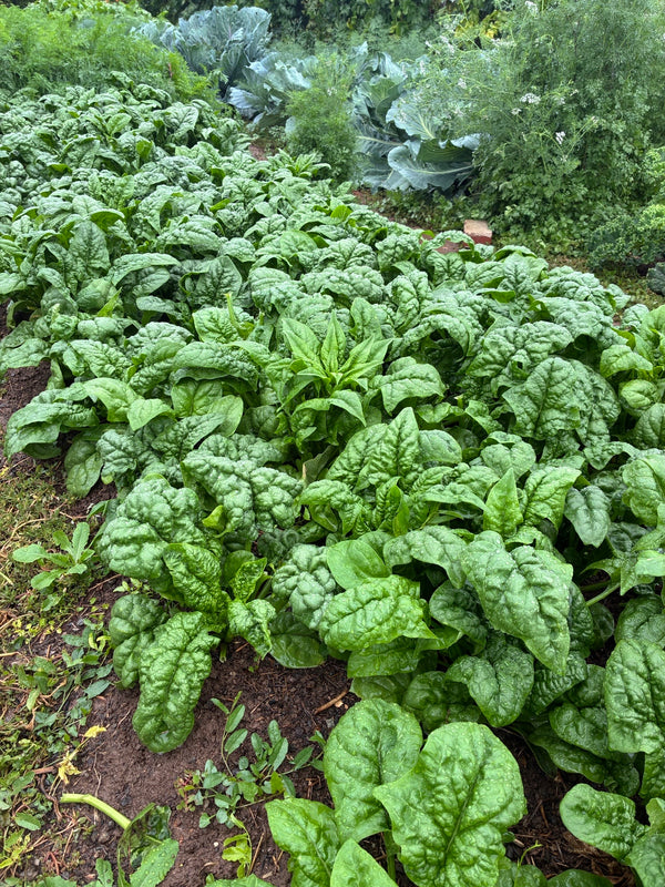 Spinach - Lance Swaggert