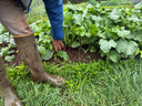 Daikon Radish Bunch - Lance Swaggert