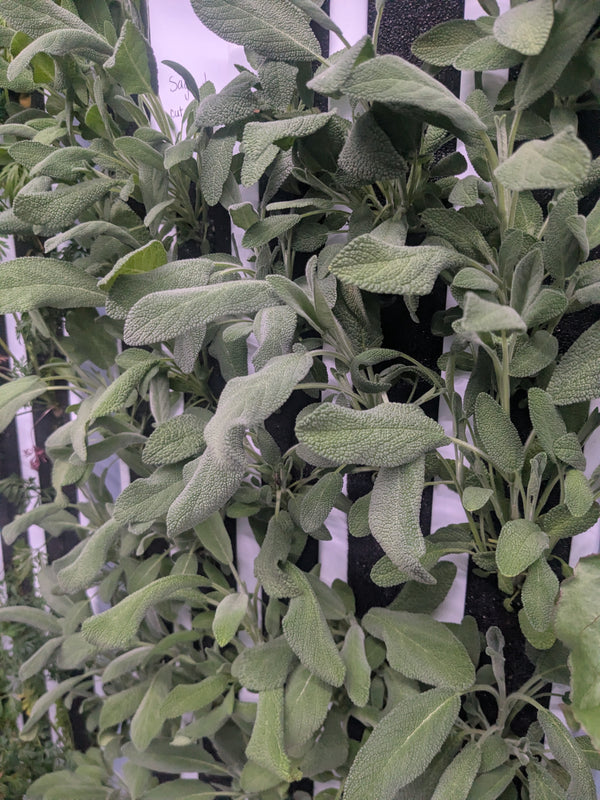 Broad Leaf Sage - Jyotis Seeds For Change