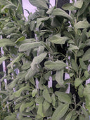 Broad Leaf Sage - Jyotis Seeds For Change