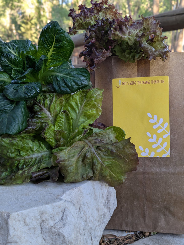 3 Lettuce Heads - Jyotis Seeds For Change