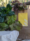 3 Lettuce Heads - Jyotis Seeds For Change