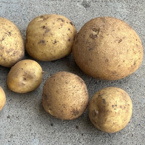 Small Satina Potatoes