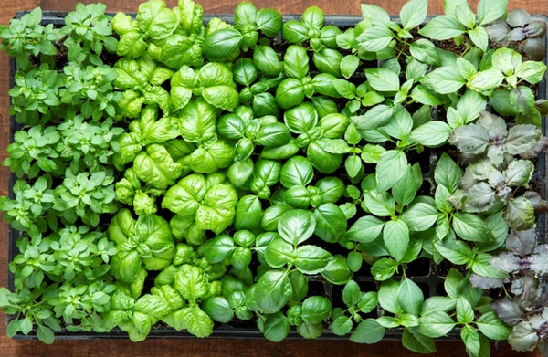 Basil Varieties - Thistle Whistle