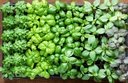 Basil Varieties - Thistle Whistle