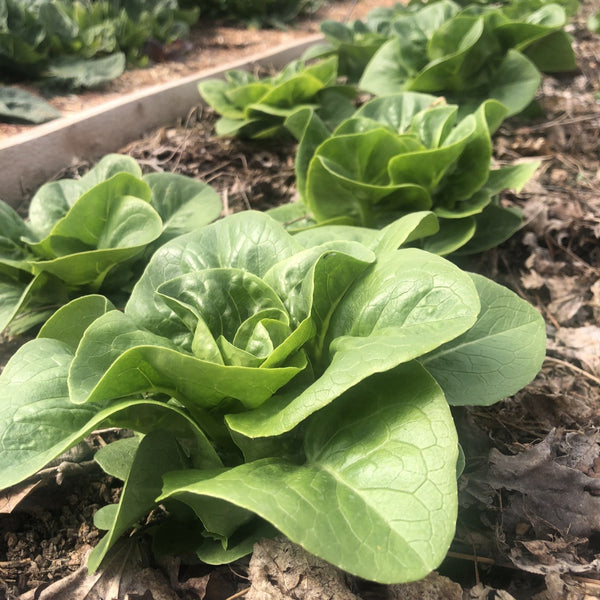 Bibb Head Lettuce