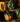 Acorn Squash - Pantoja's Farm