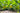 Cucumbers - Abundant LIfe Organic