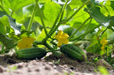 Cucumbers - Abundant LIfe Organic