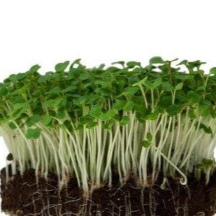 Arugula Sprouts